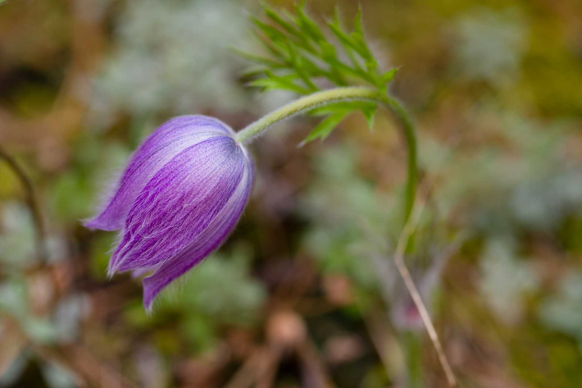 Wildflower-1, Rattlesnake Creek