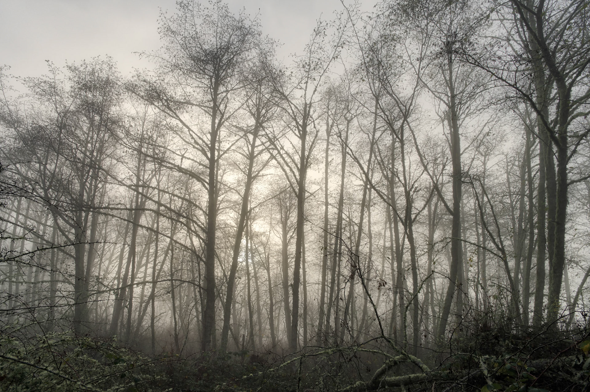 Winter, Upper Shinglemill