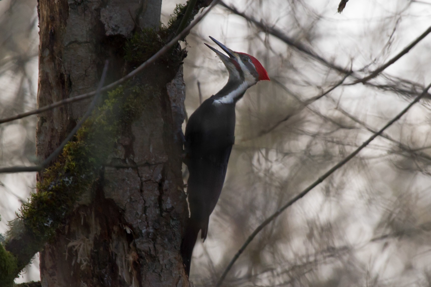 Pileated Woodpecker