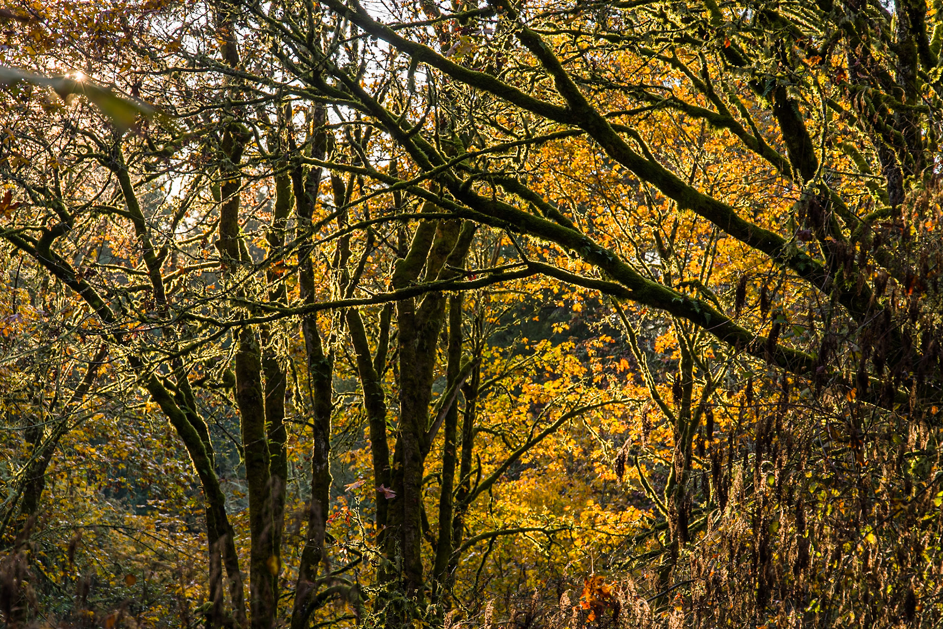Shinglemill Fall-2