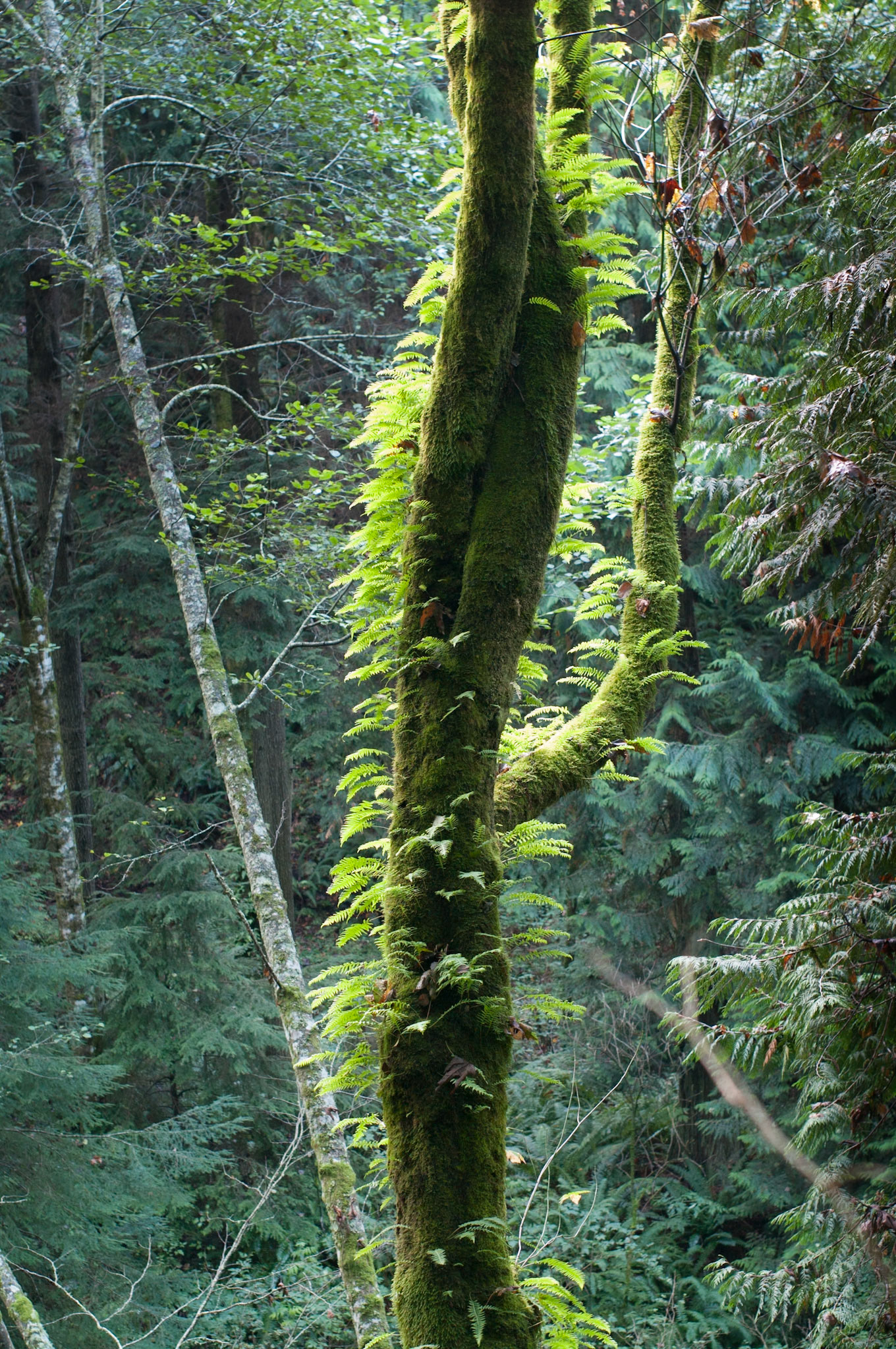 Ferns Grow Out of Almost Anything Wet