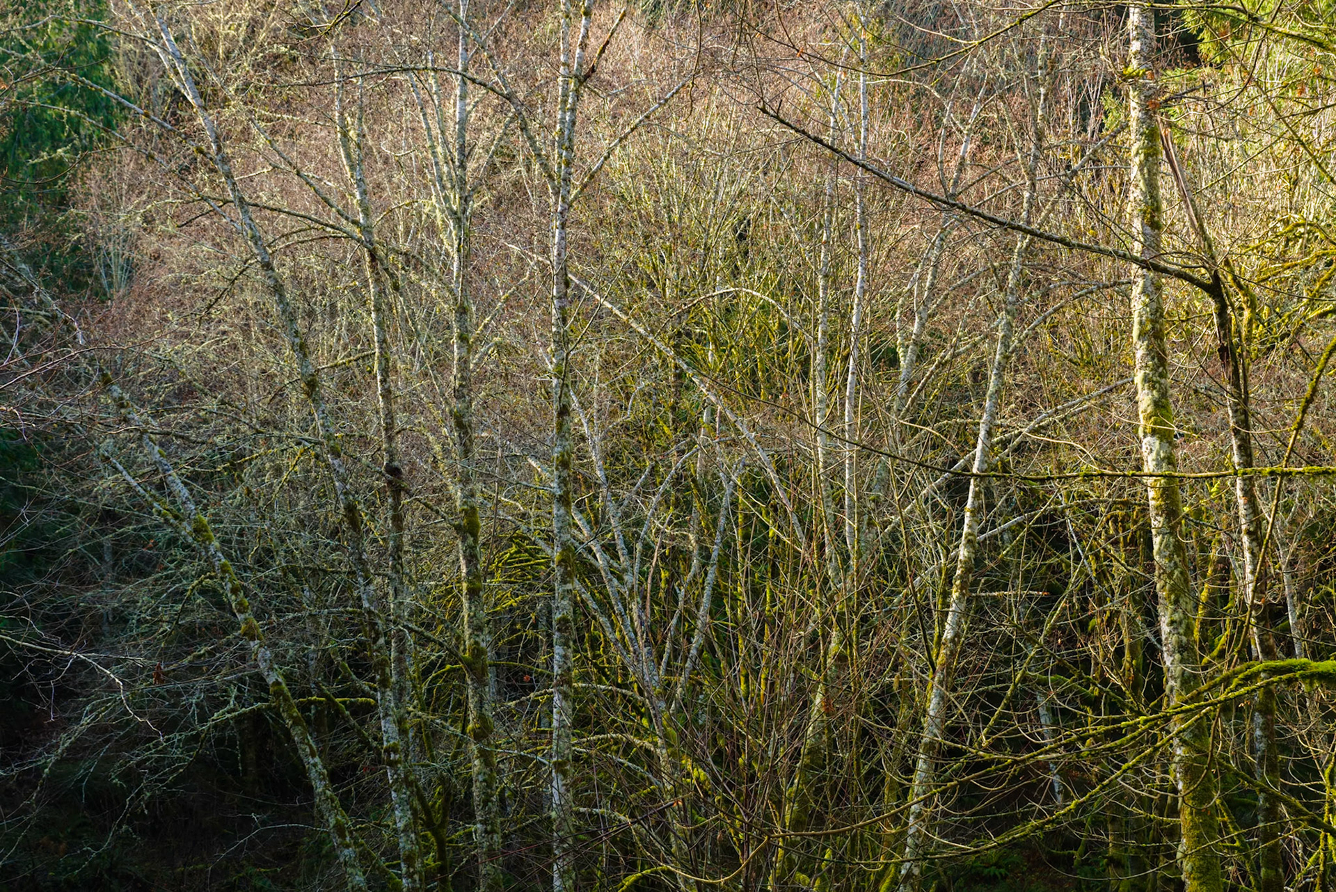 Winter Light