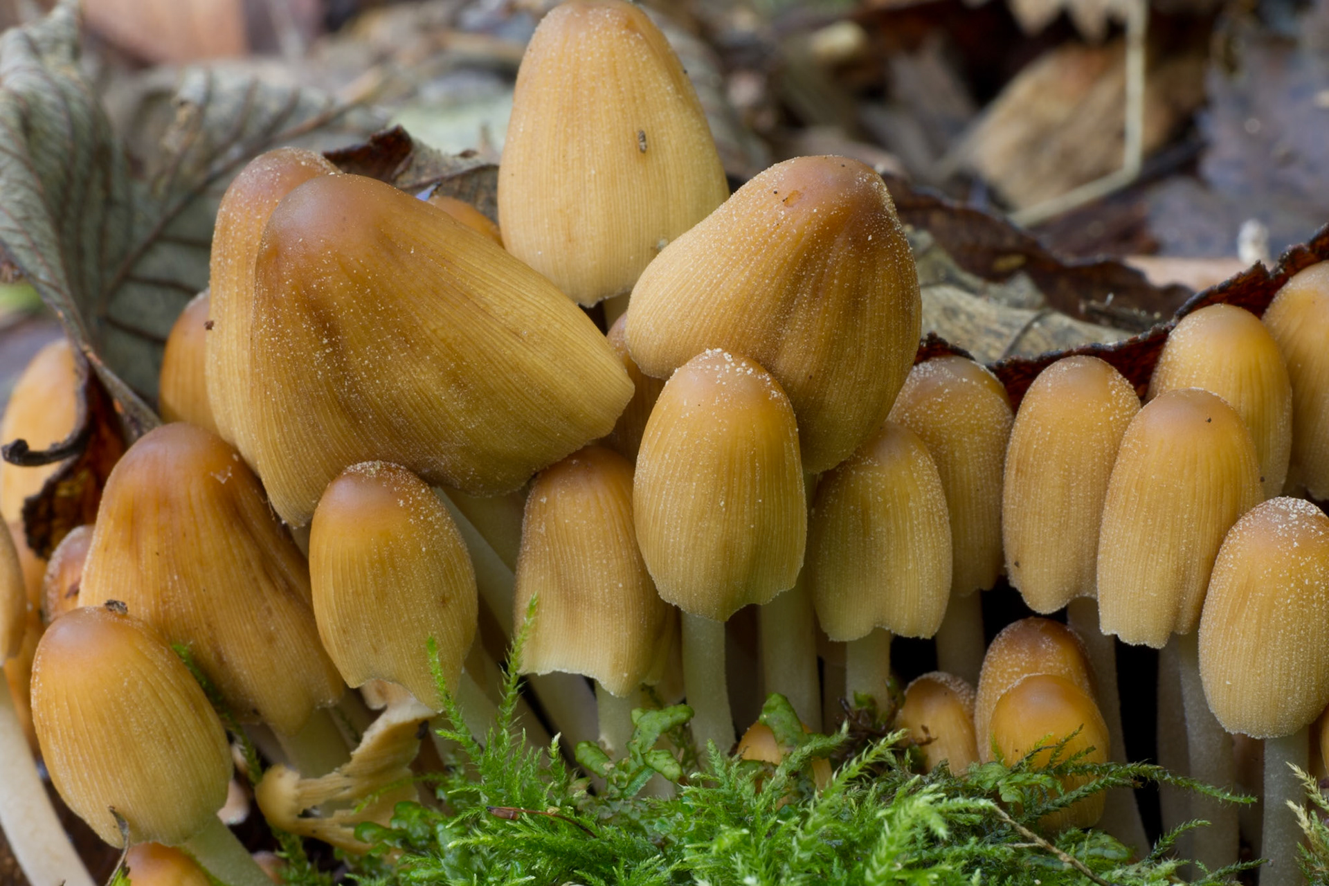 Fungi-3