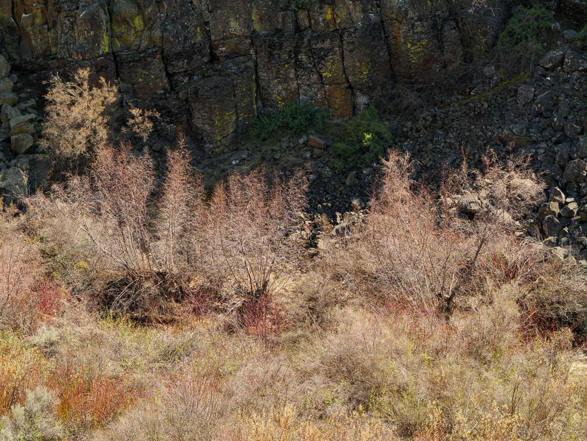 Cowiche Canyon-16