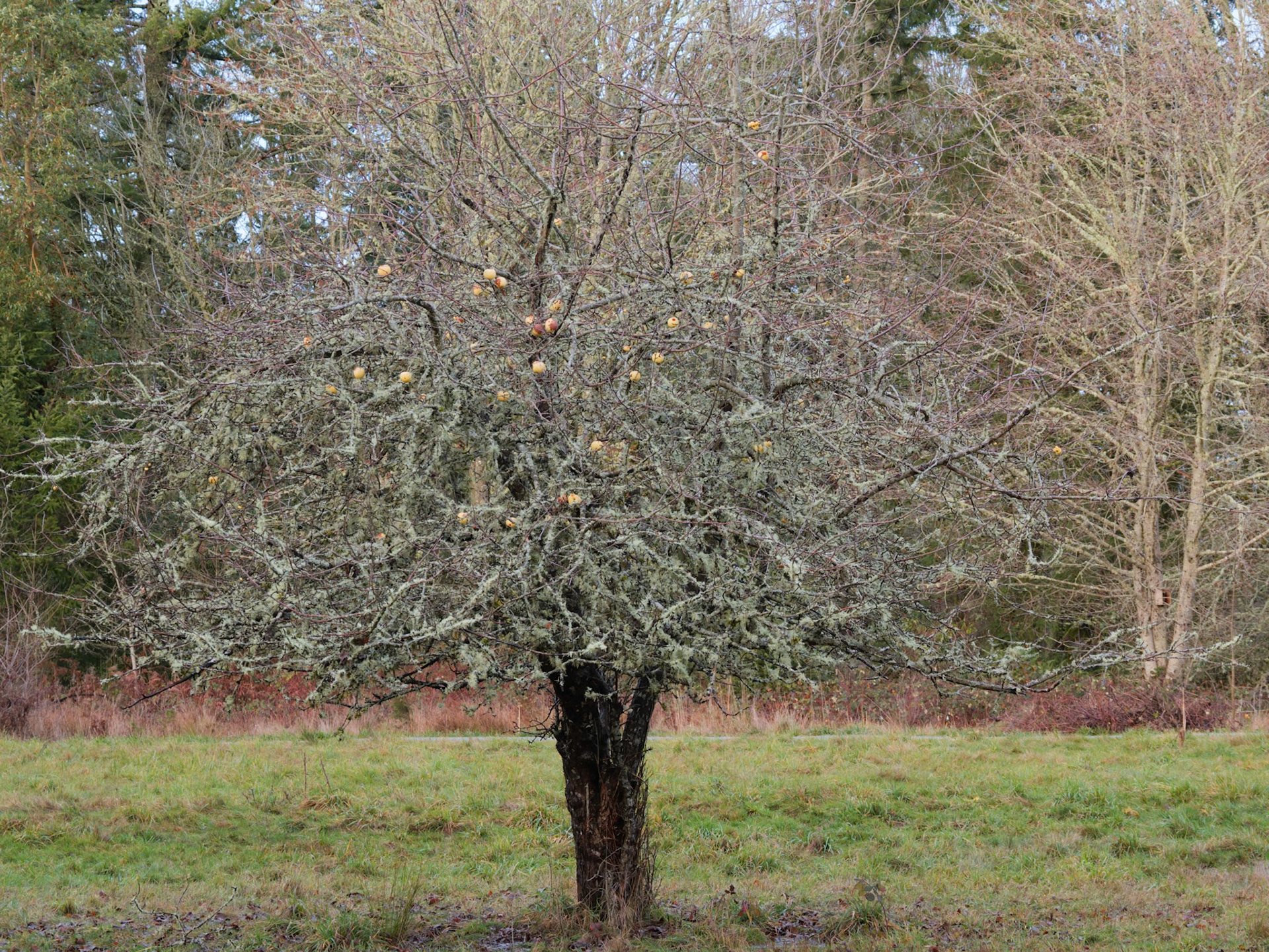 Upper Shinglemill Orchard in Late Autumn