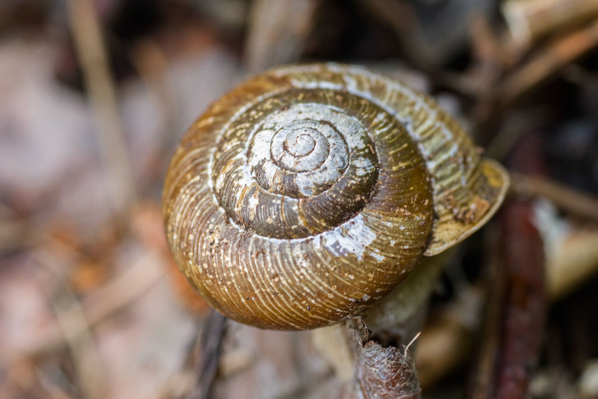 Forest Snail