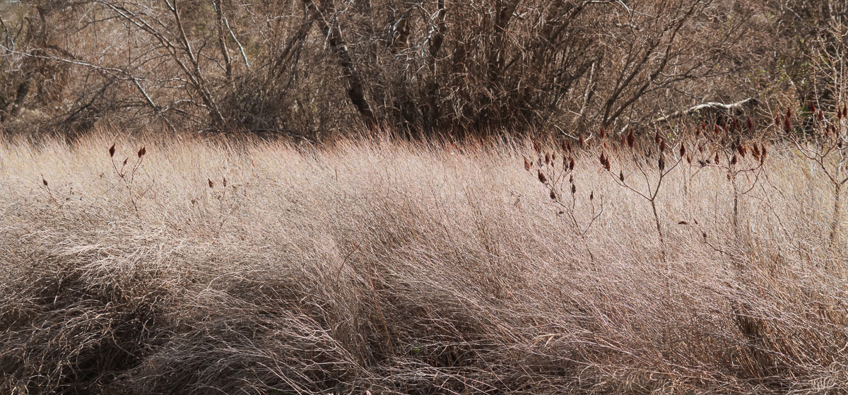 Grasses, Cowiche Canyon