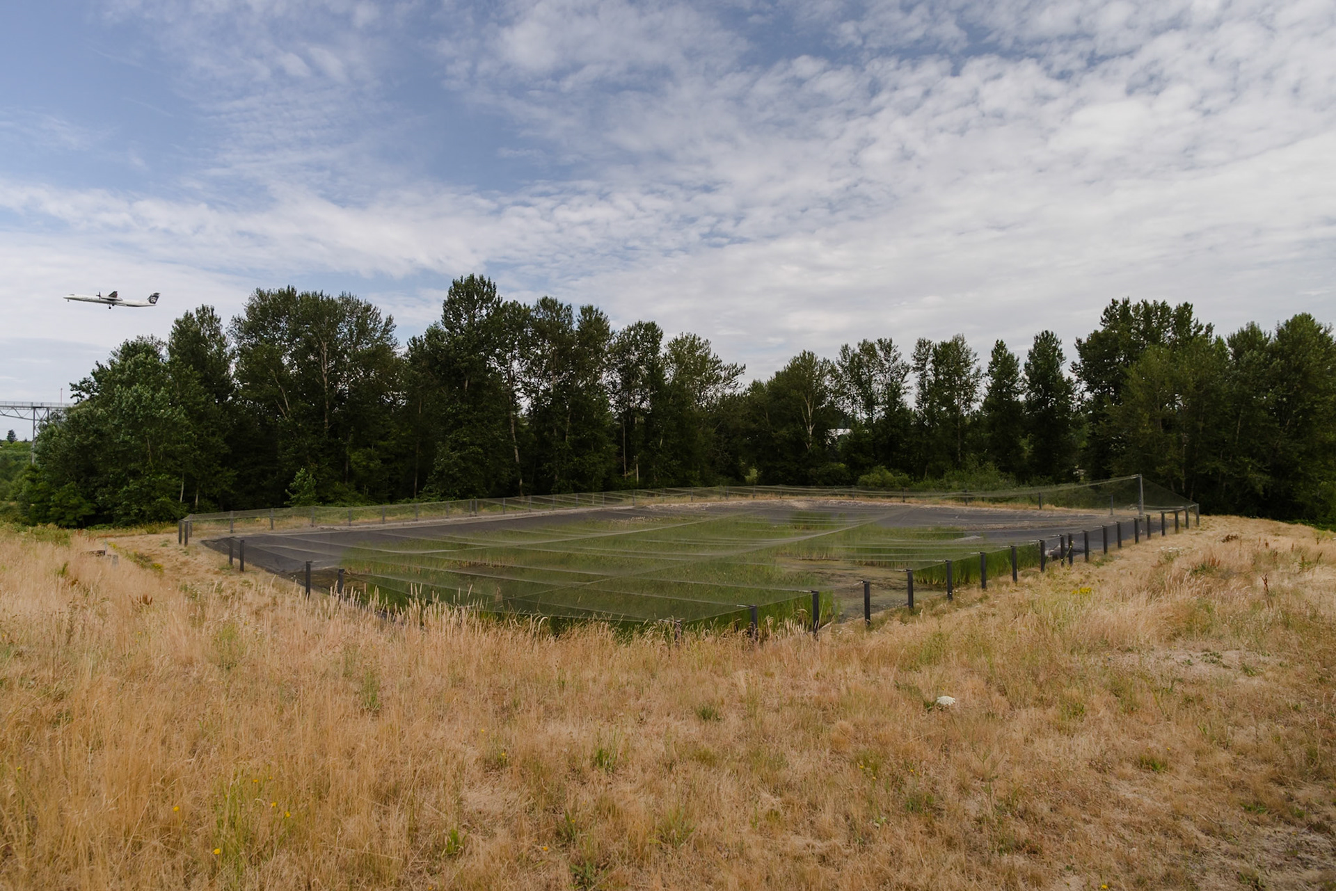 Draining retention pond with netting to prevent large bird access