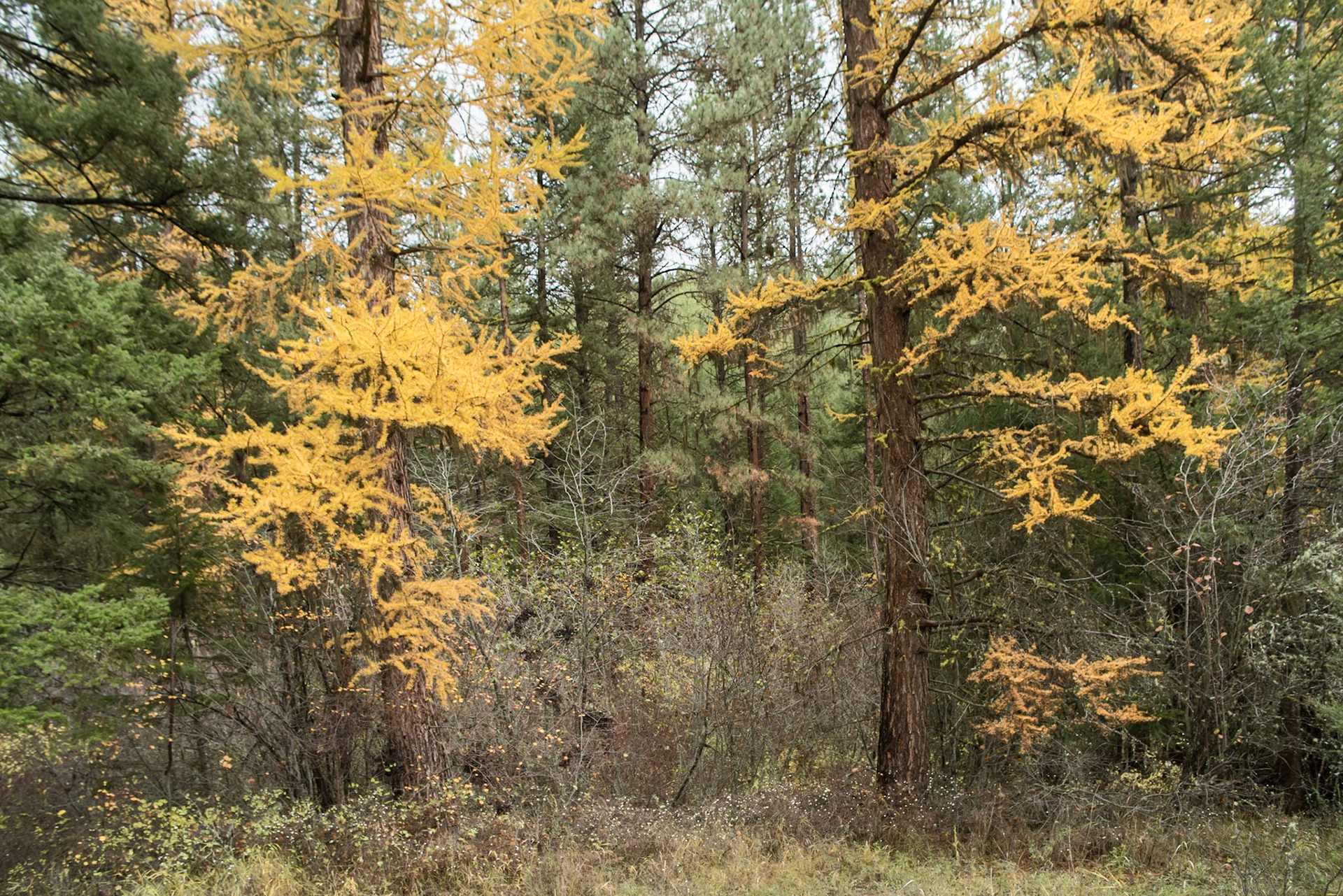 Autumn Texture-10, Rattlesnake National Recreation Area, Western Montana