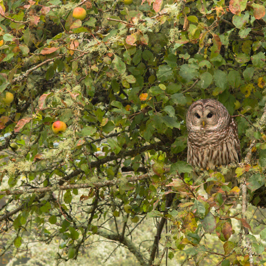 Barred Owl in Apple Tree