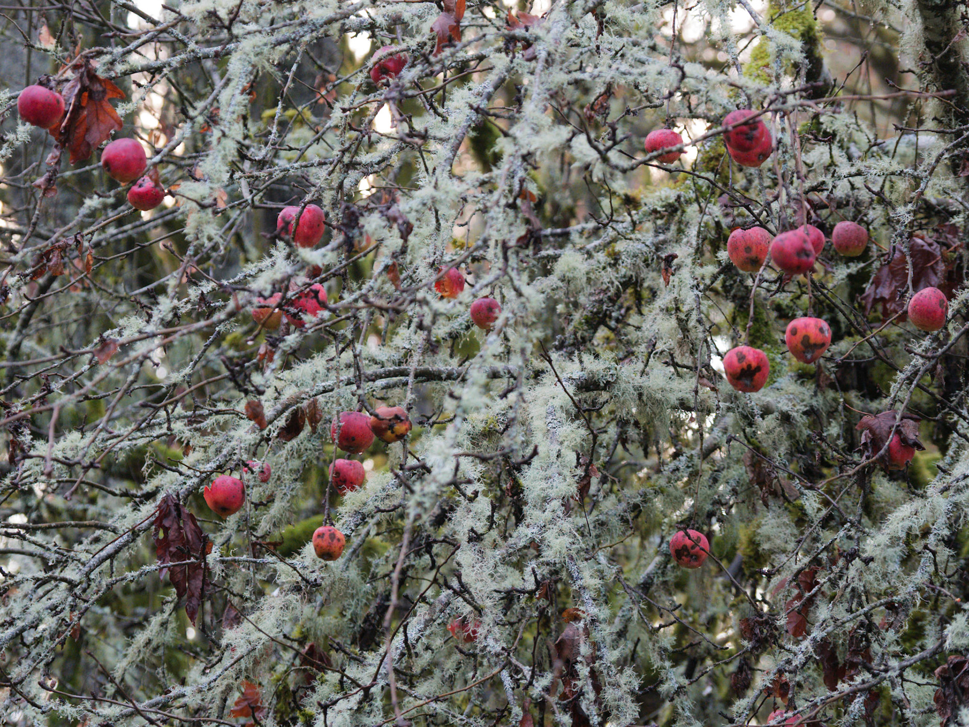 Winter Apples