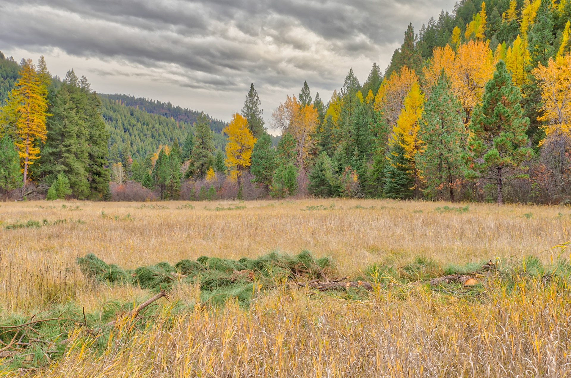 Autum Texture-14, Rattlesnake National Recreation Area, Western Montana