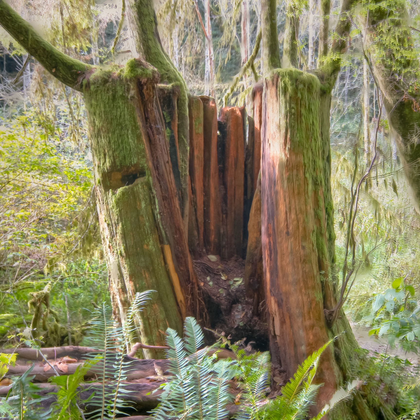 Old Growth Remnant With Cutout For Notchboard