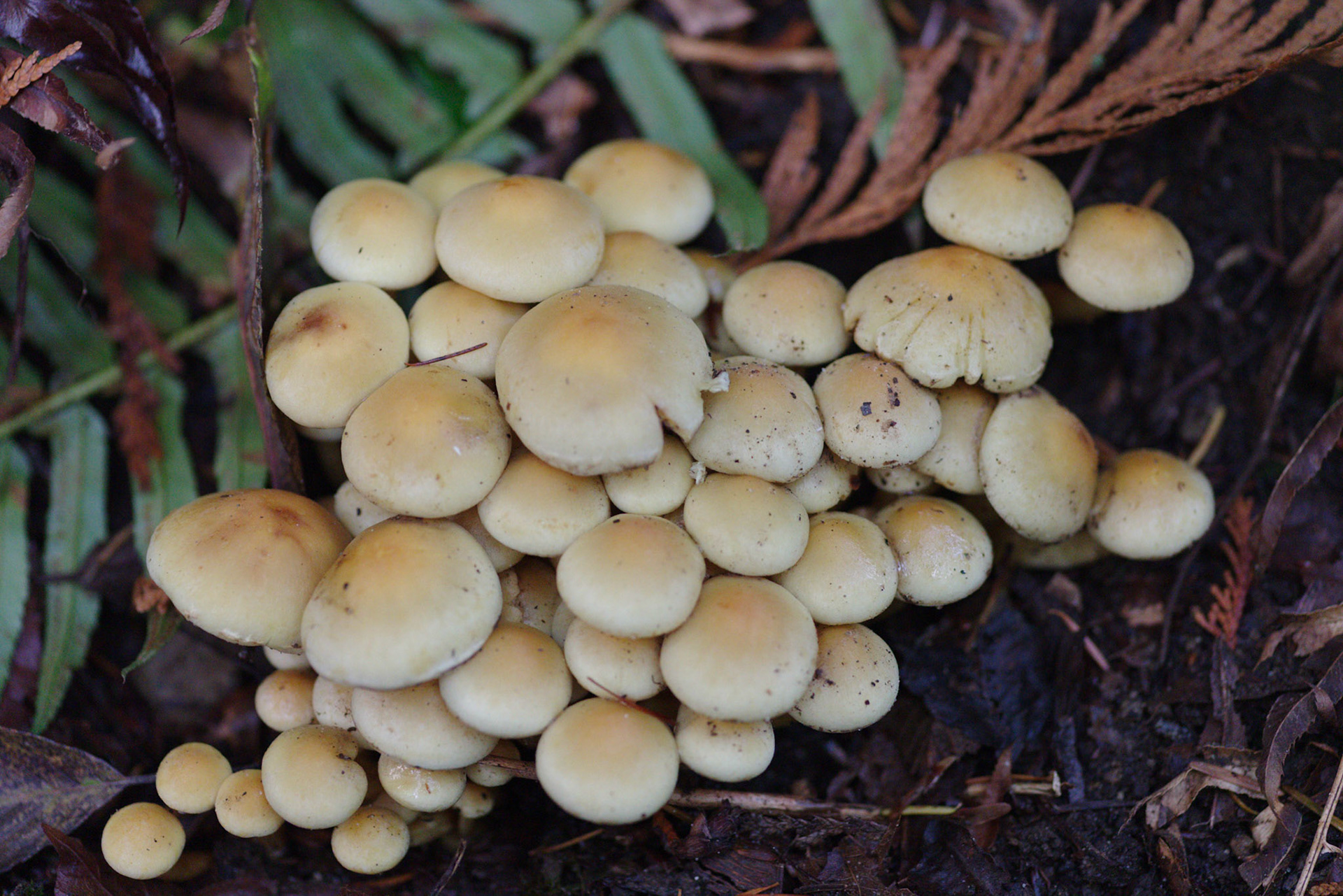 Fungi-3