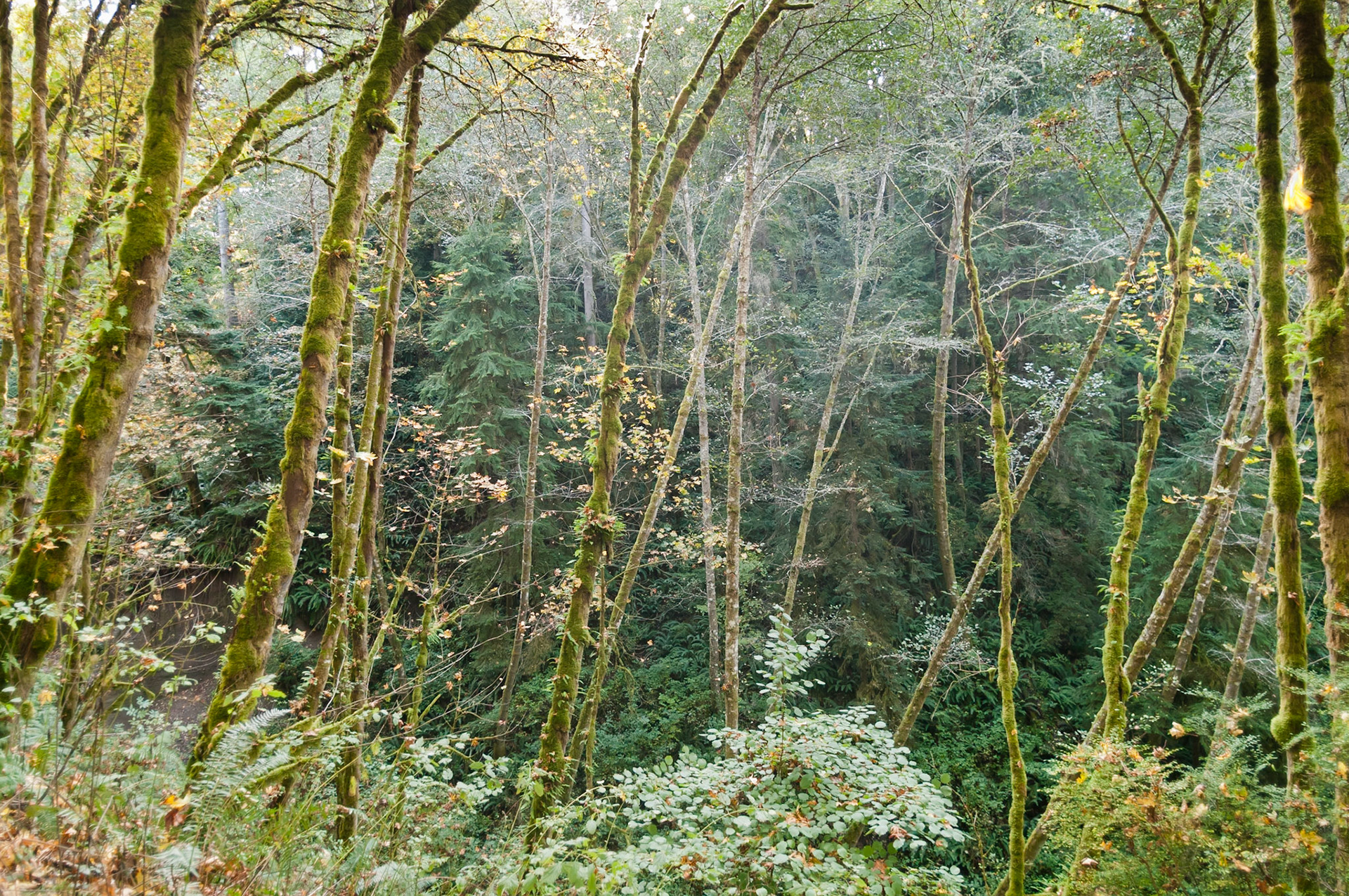 Along Shinglemill Creek