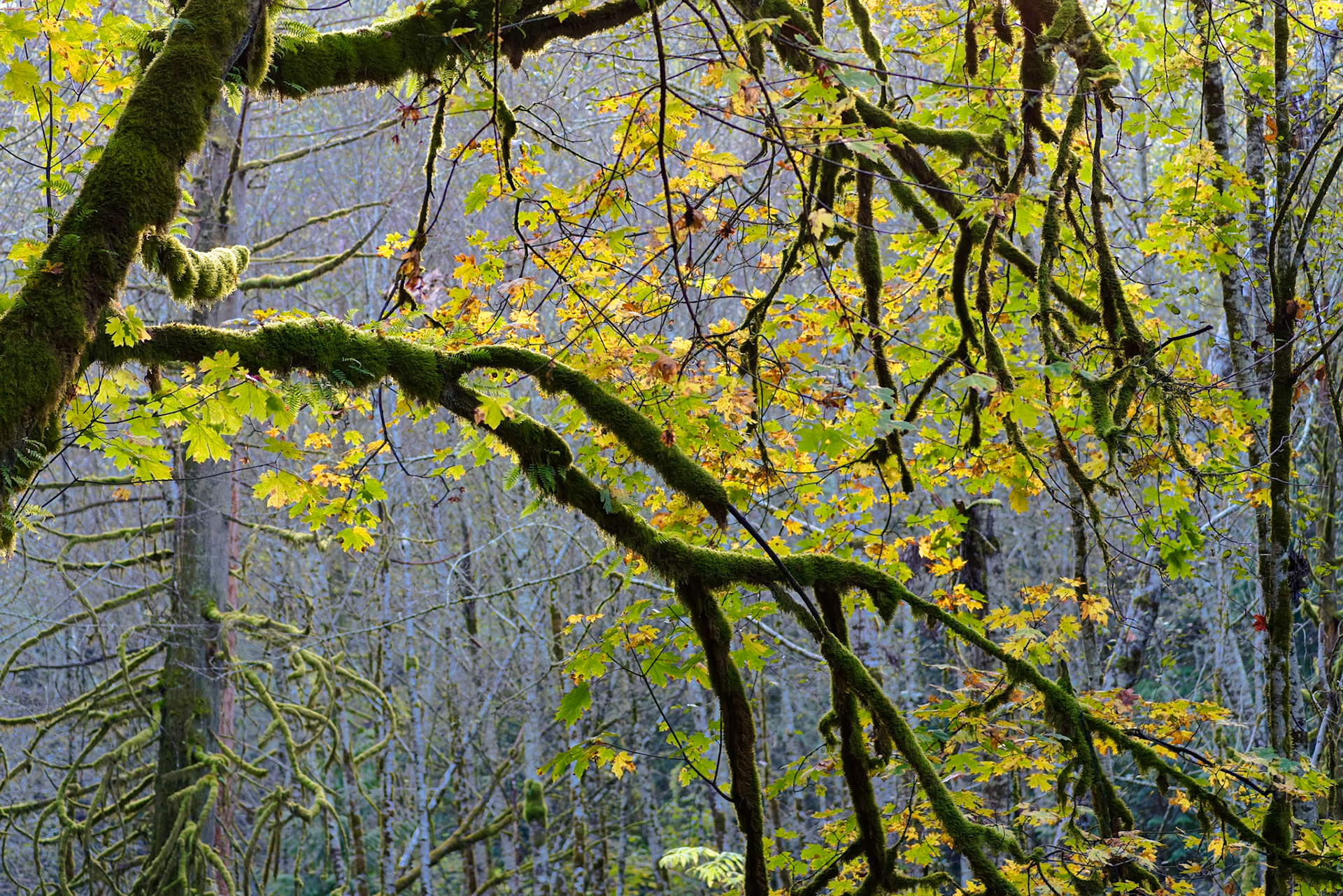 Shinglemill Fall-4