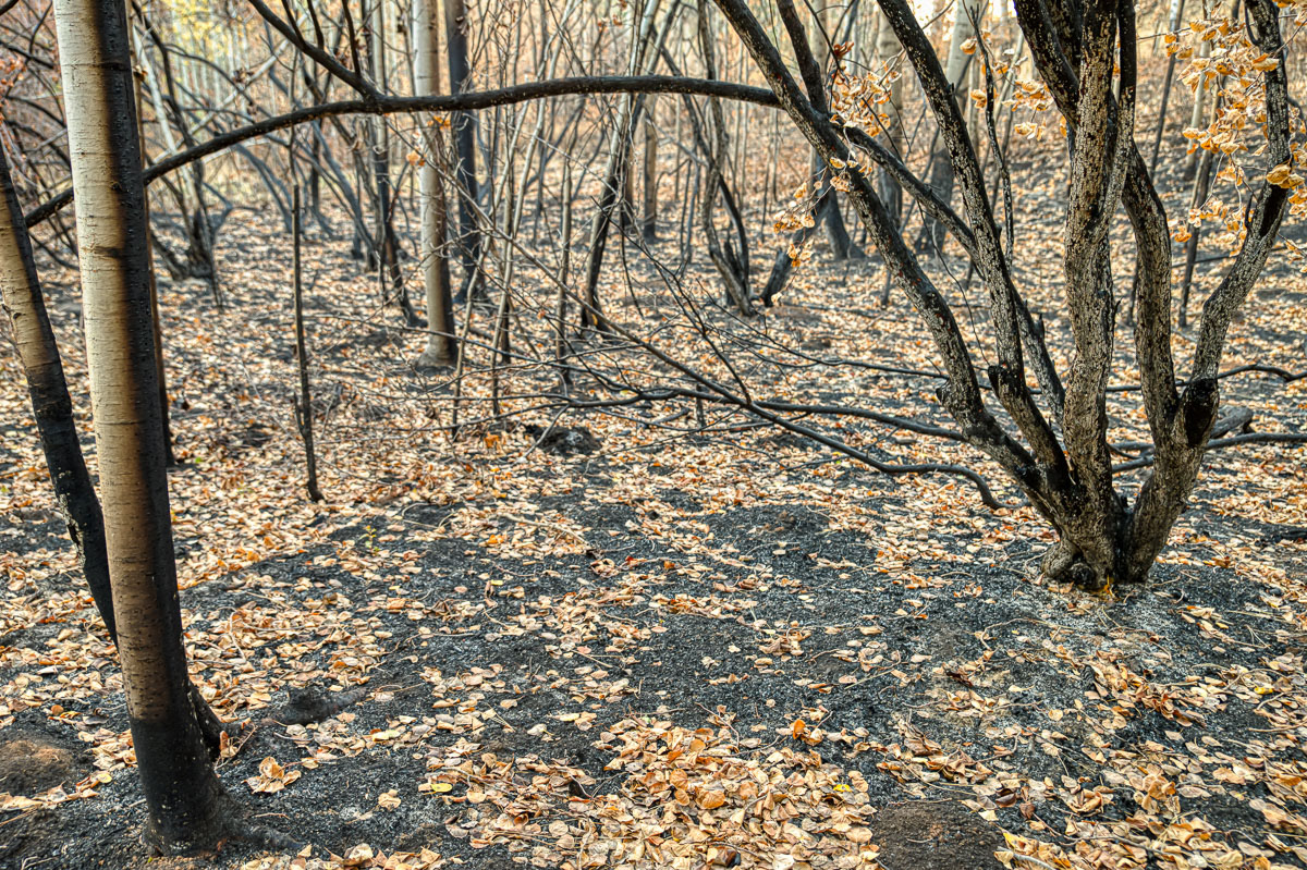 Evans Canyon Fire-7