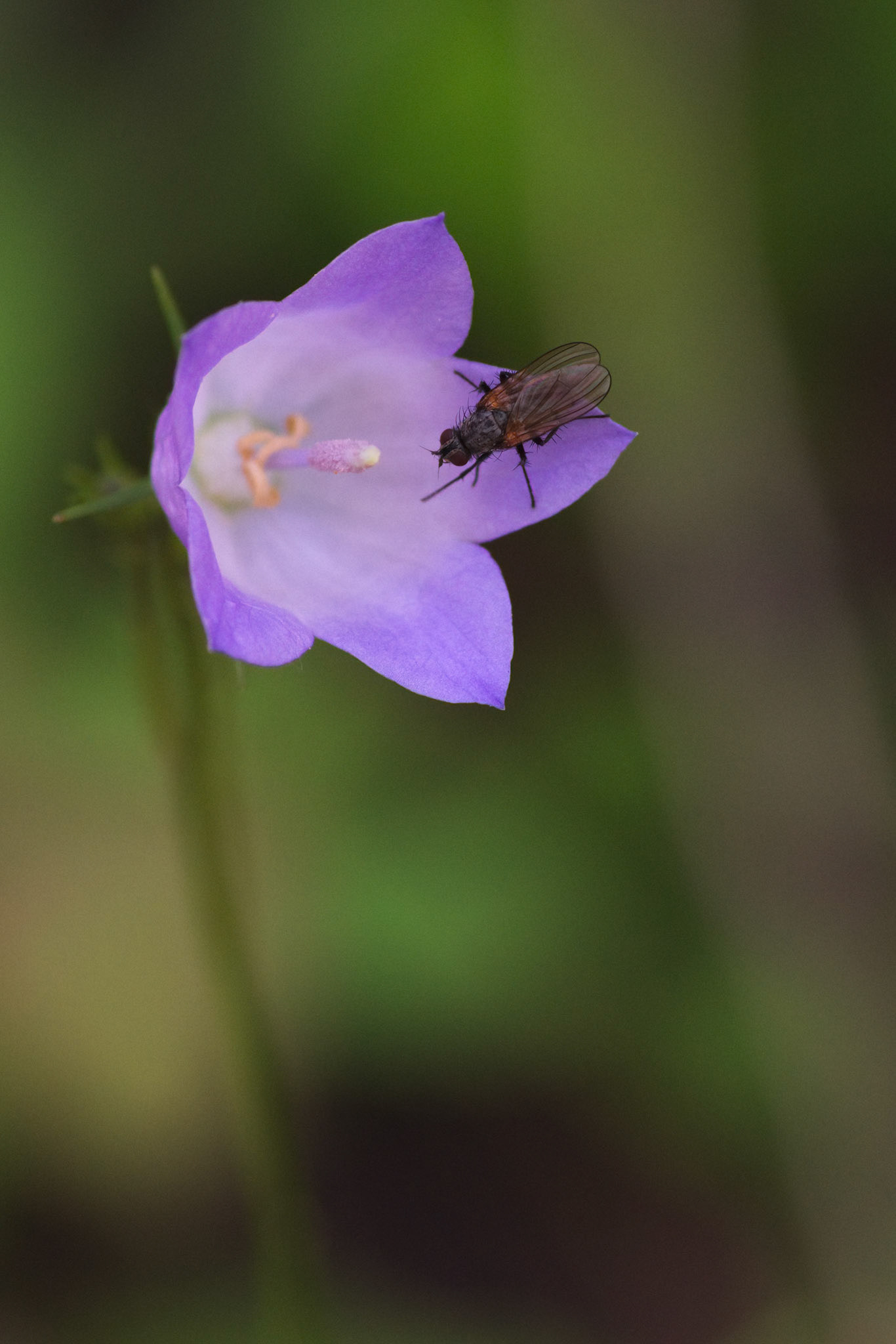Wildflower-2, Rattlesnake Creek