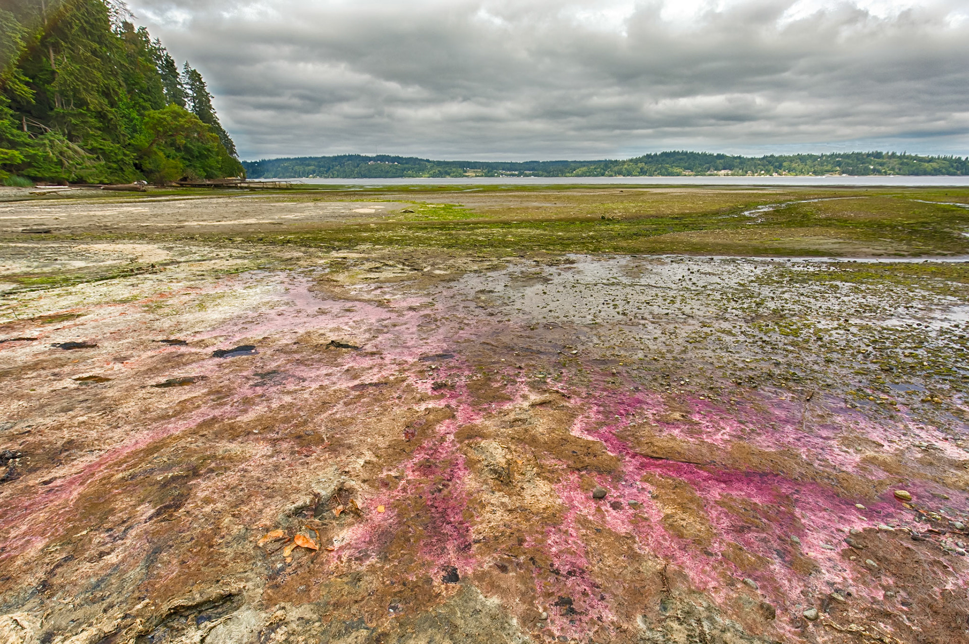 Low Tide Looking West, Fern Cove