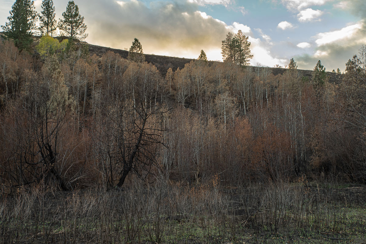 Evans Canyon Fire-4