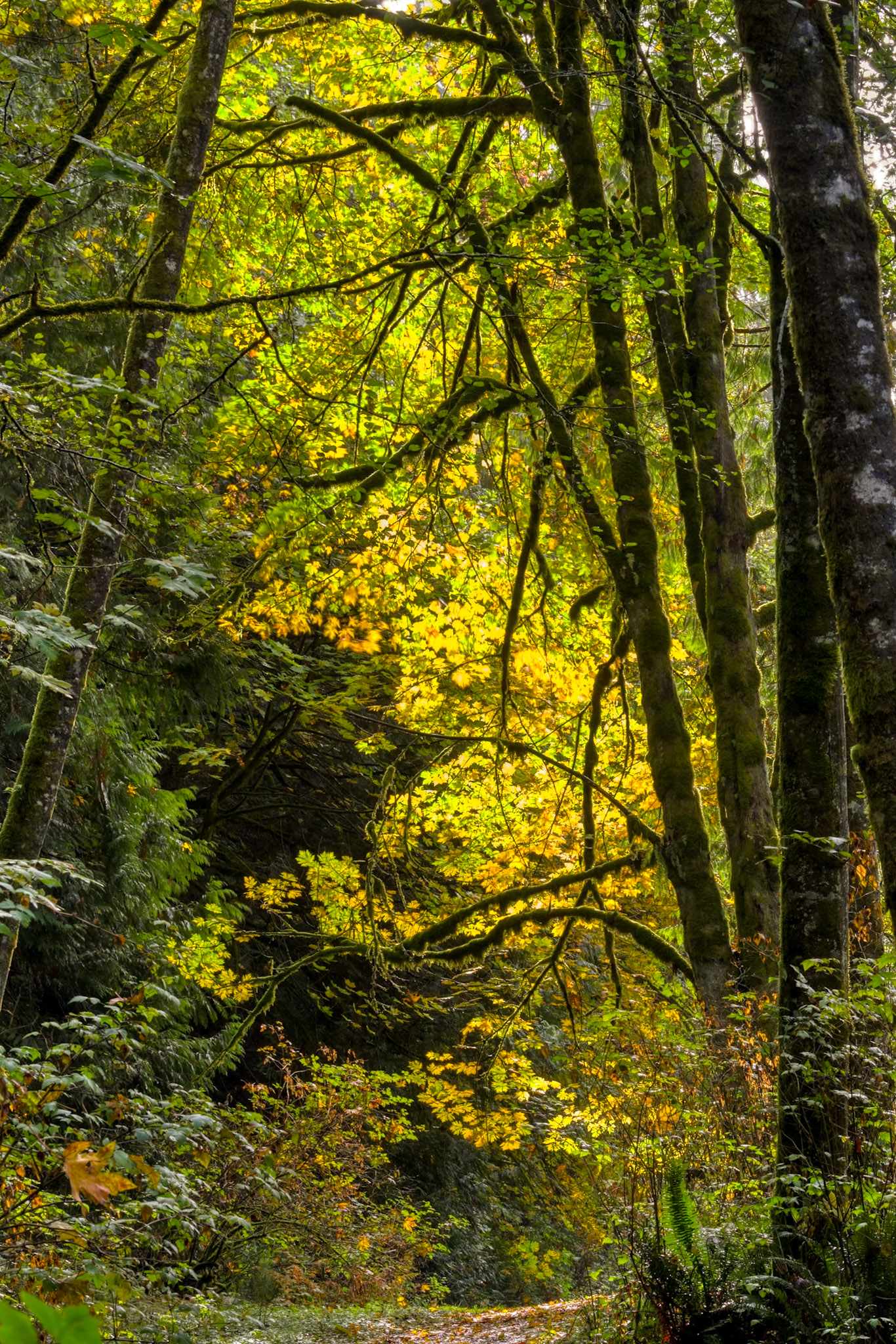 A Brief, Humble Autumn