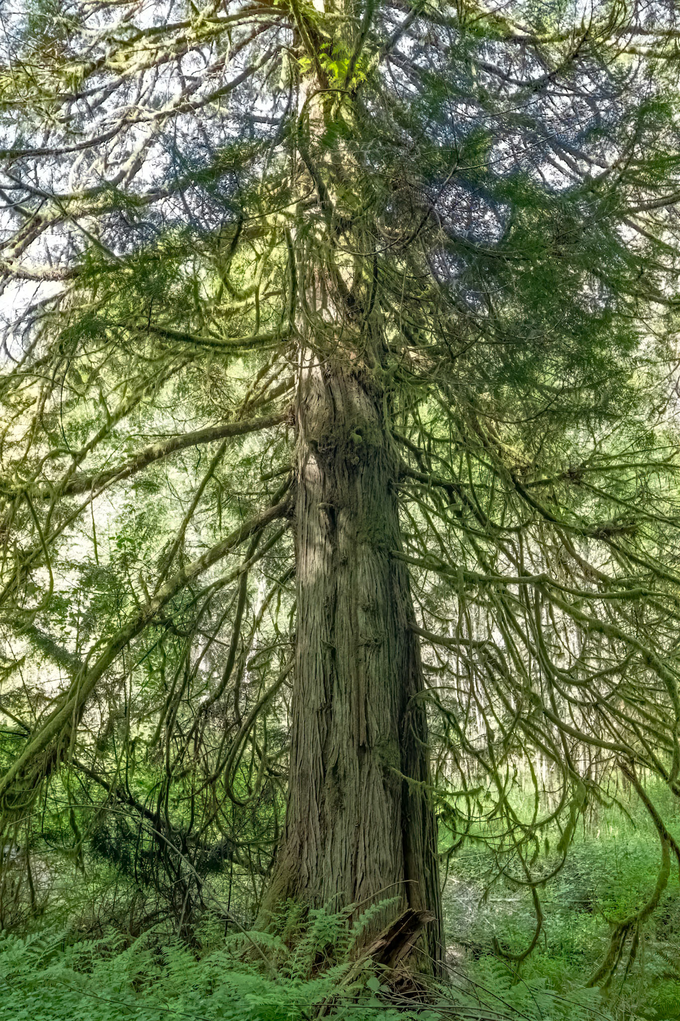 A Standing Cedar, 2012