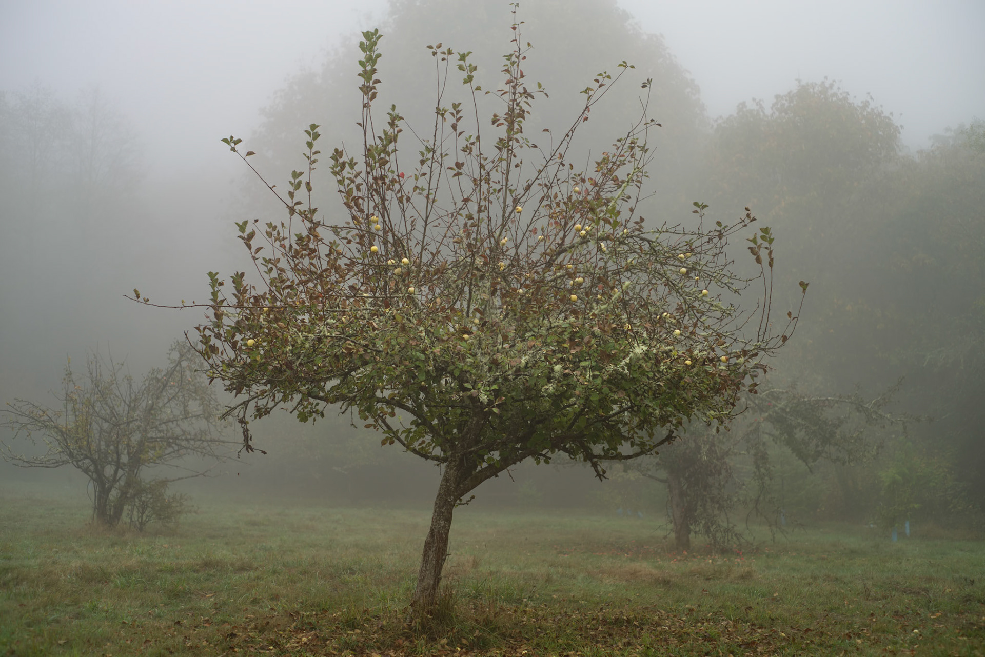 Upper Shinglemill in Autumn Fog