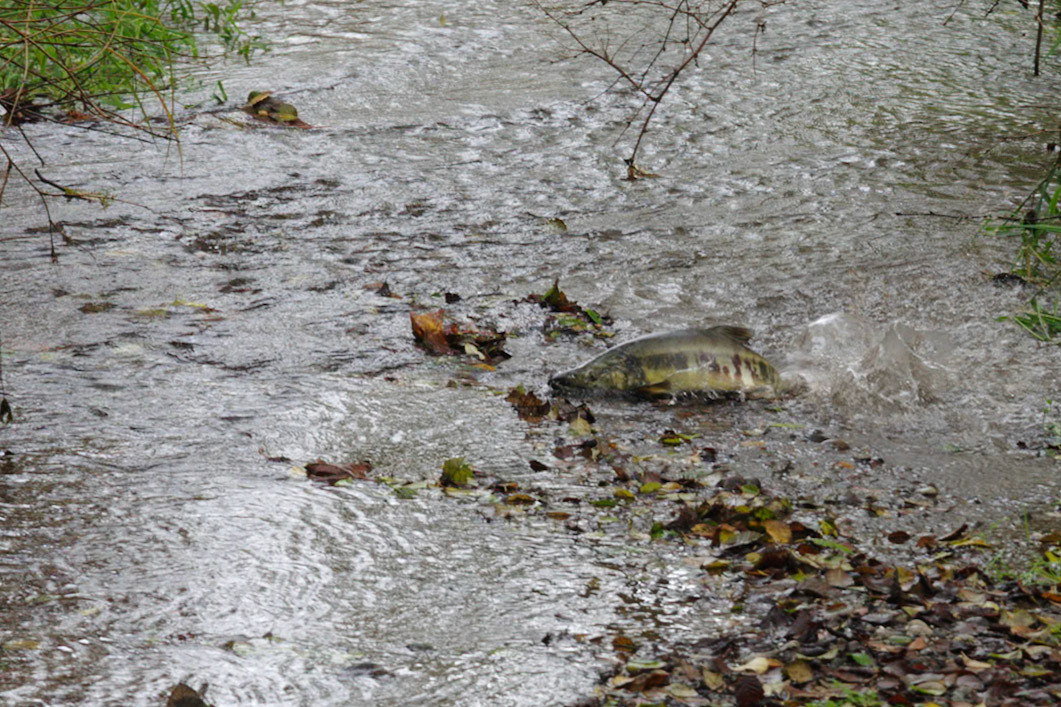 Salmon Spawning On The Creek