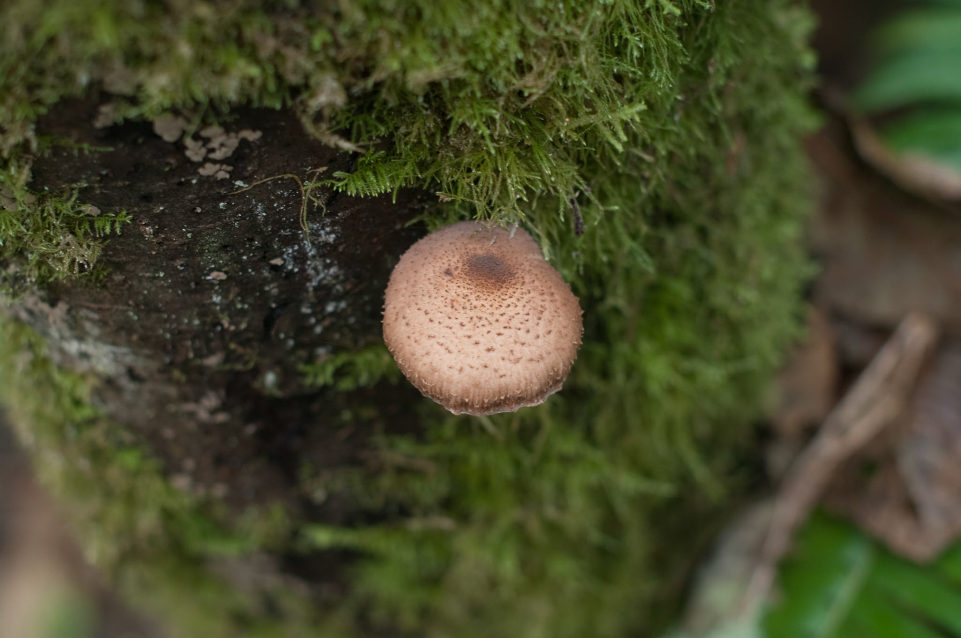 Fungi-2