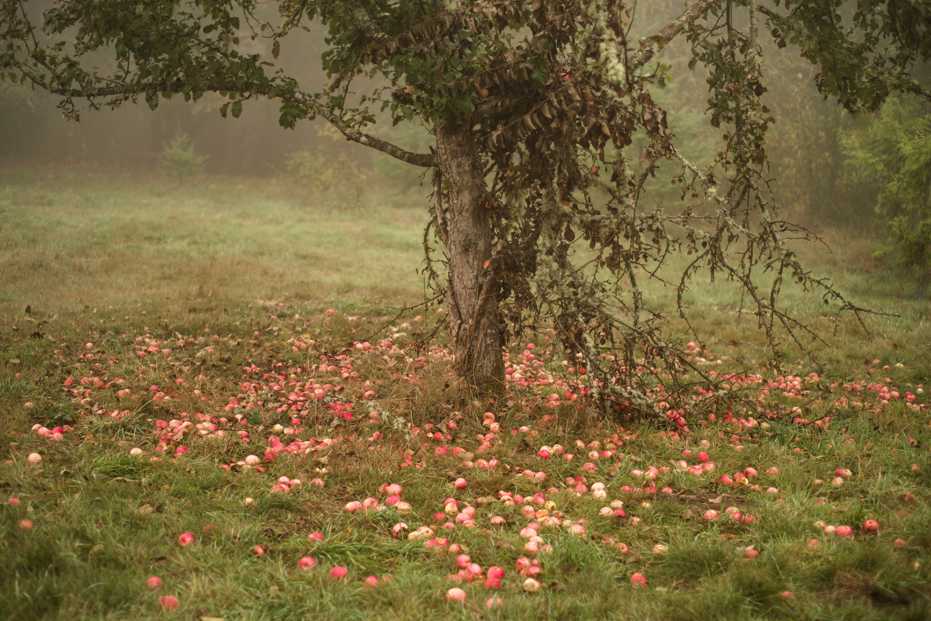 The Rhythm of Fallen Apples