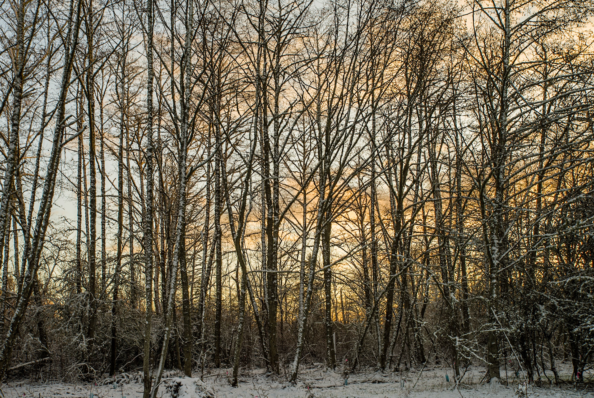 Upper Shinglemill Snow At Dusk