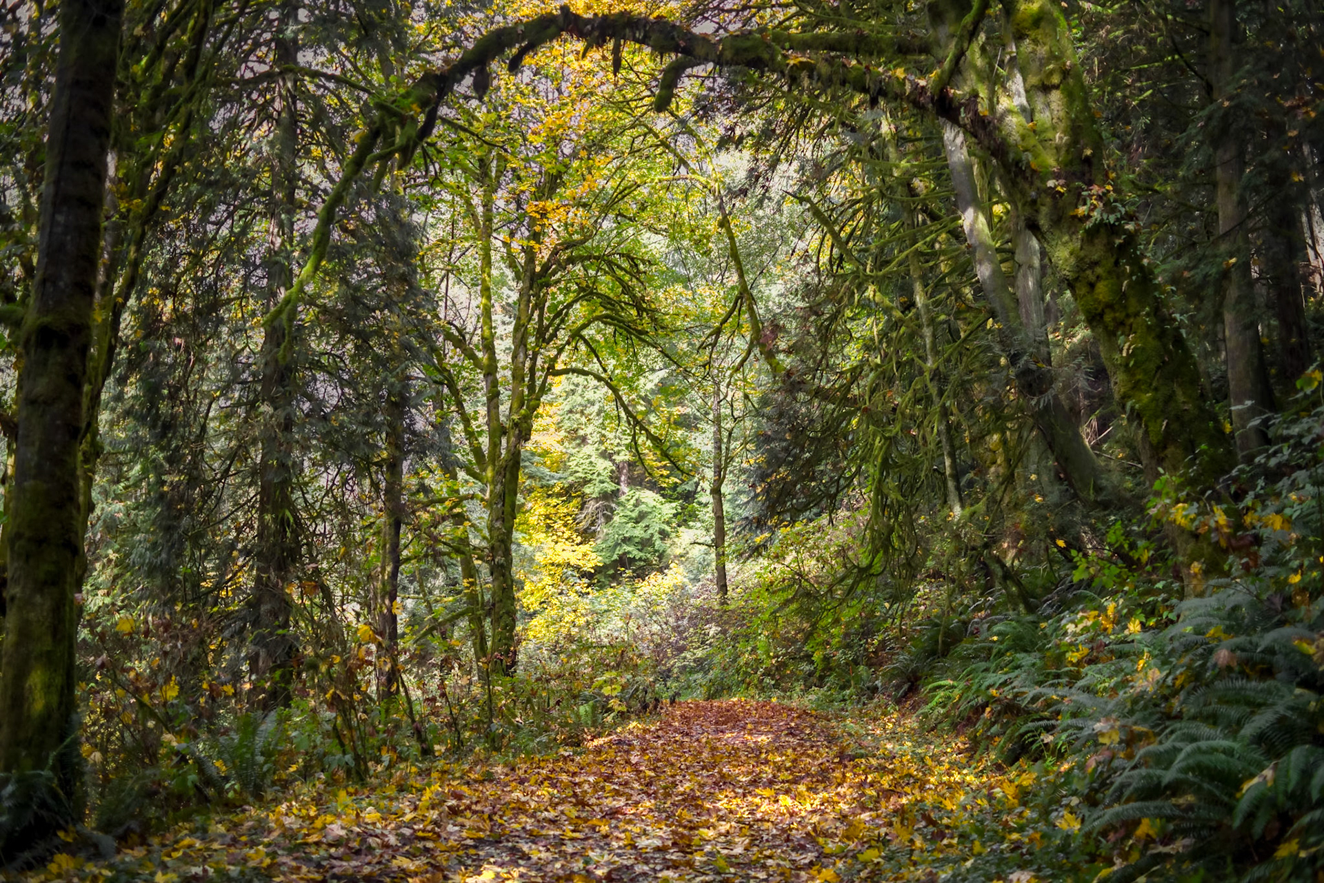 Autumn Along Shinglemill Creek