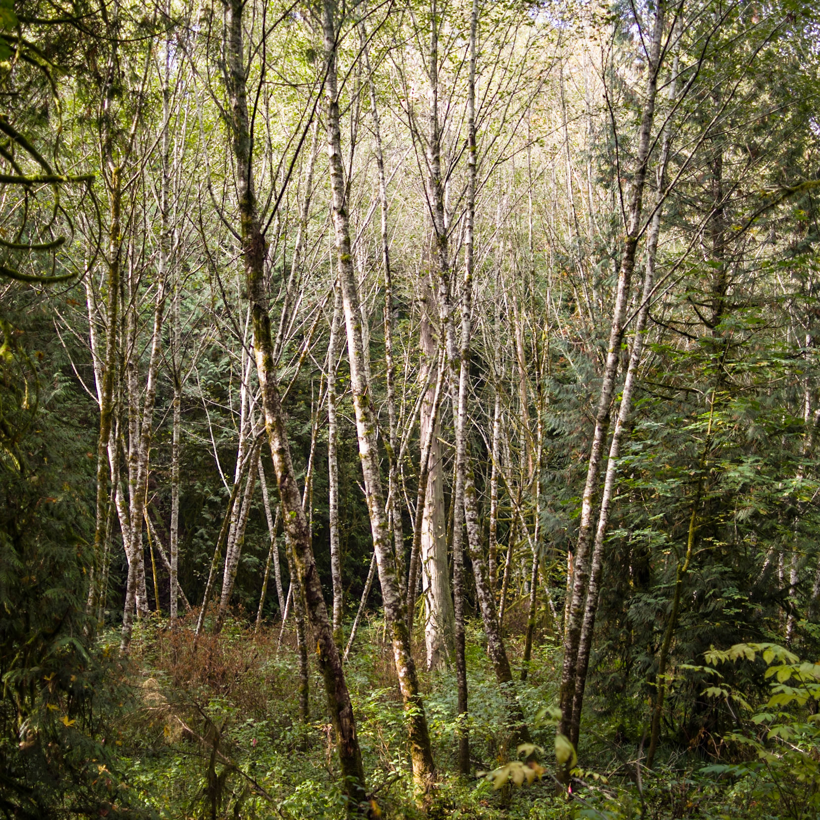 Late summer, Shinglemill Creek-2