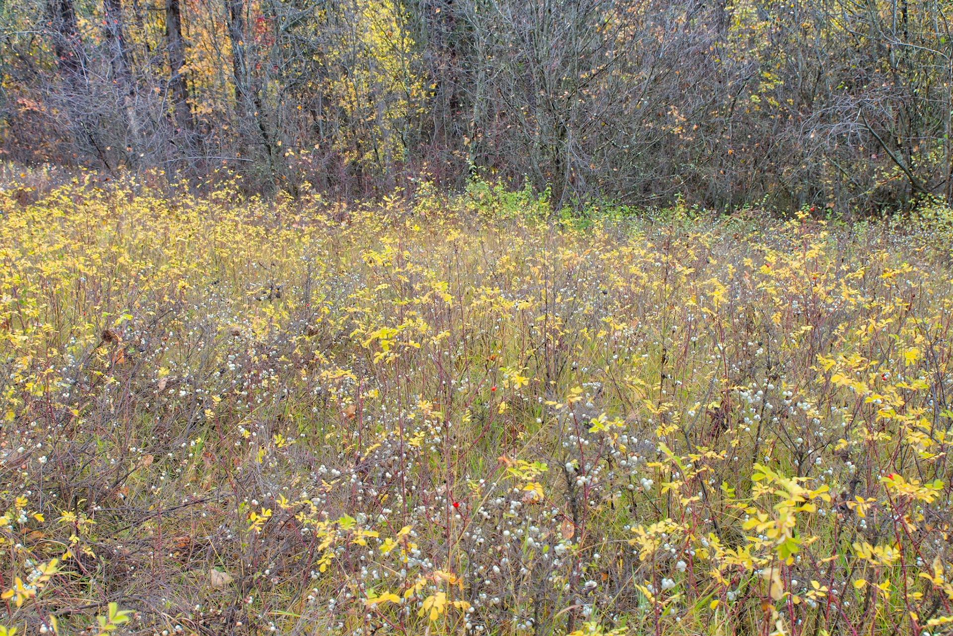 Autumn Texture-5, Rattlesnake National Recreation Area, Western Montana