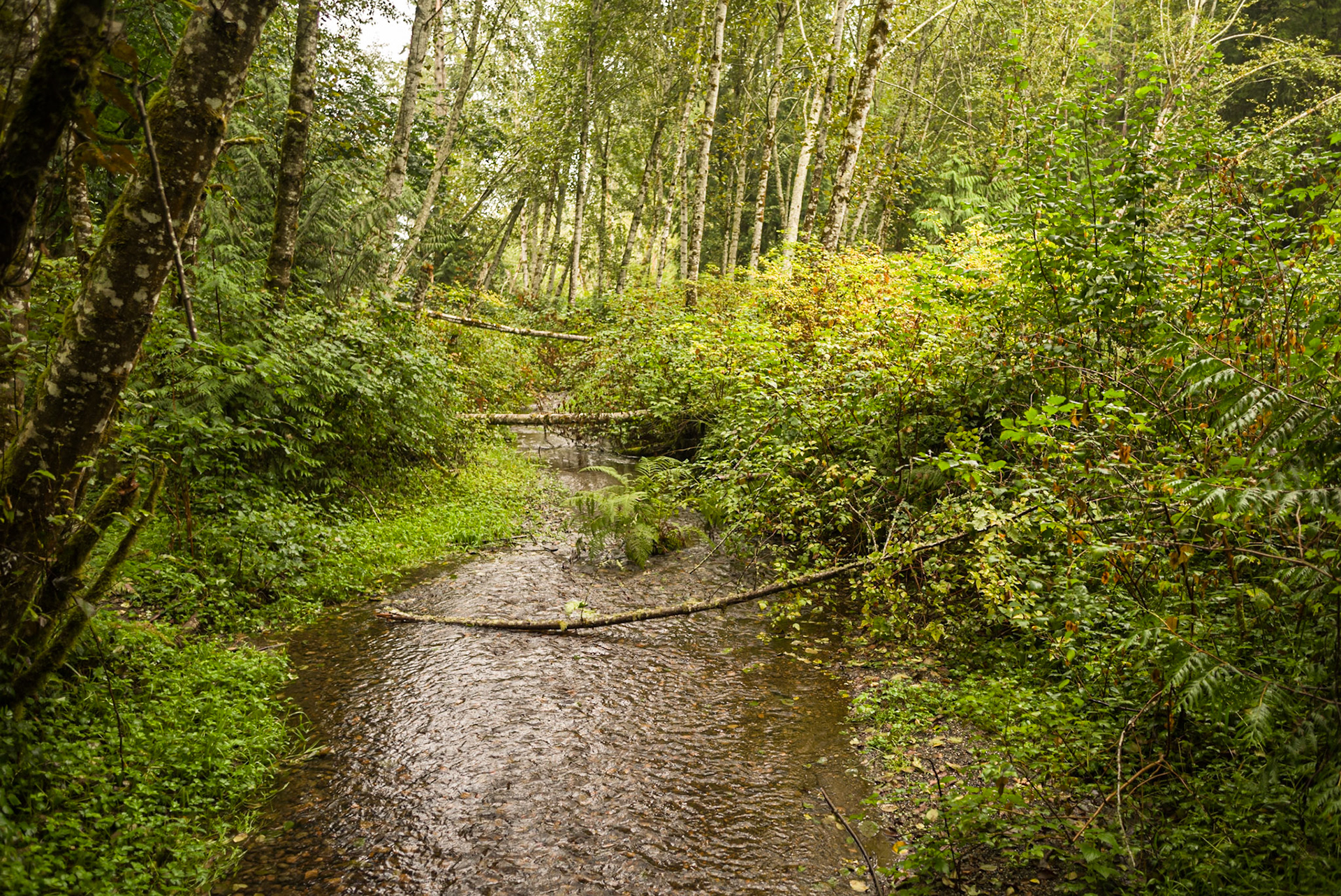 Creek at Its Lowest As Summer Ends