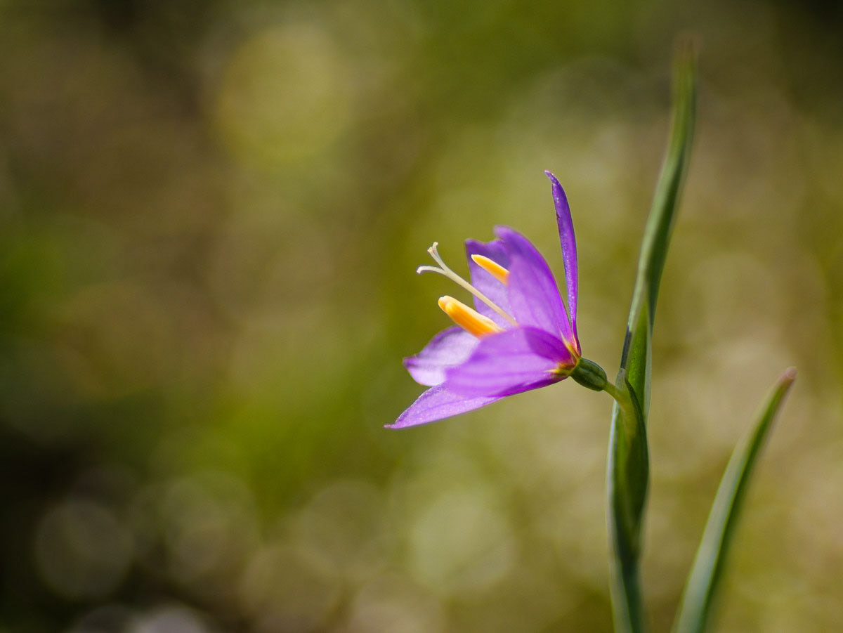 Cowiche Canyon-18