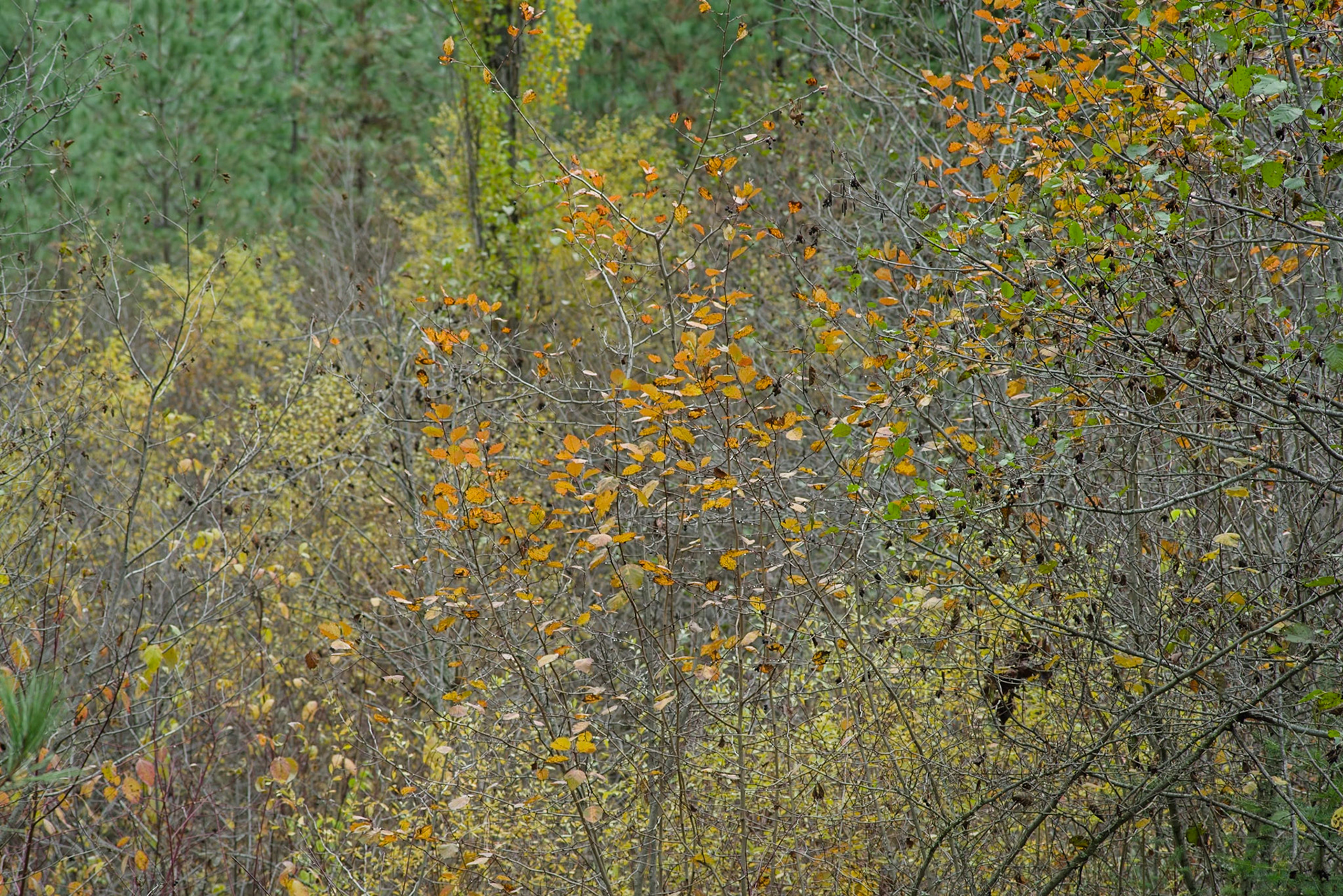 Autumn Texture-1, Rattlesnake National Recreation Area, Western Montana