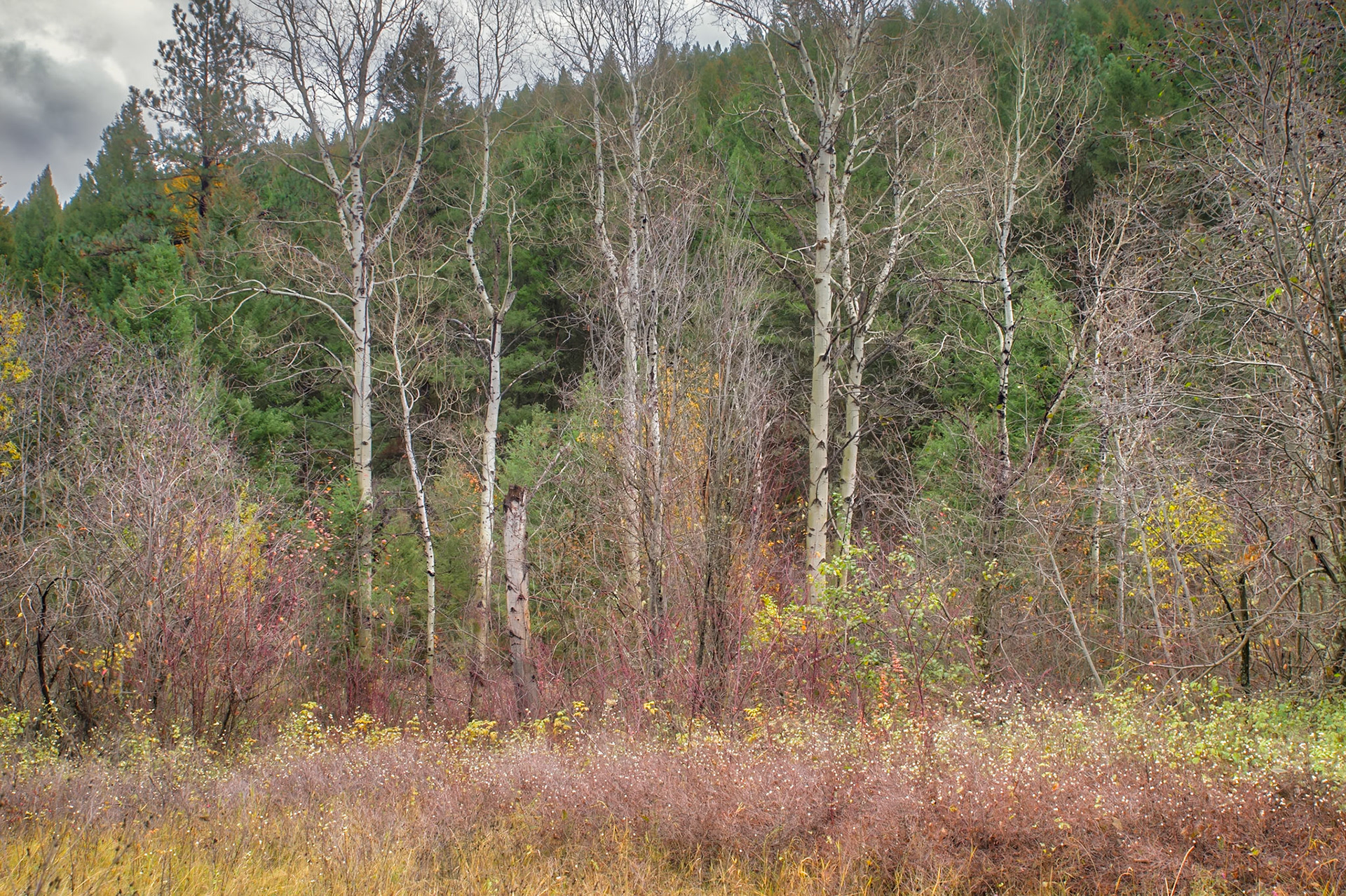 Autumn Texture-9, Rattlesnake National Recreation Area, Western Montana