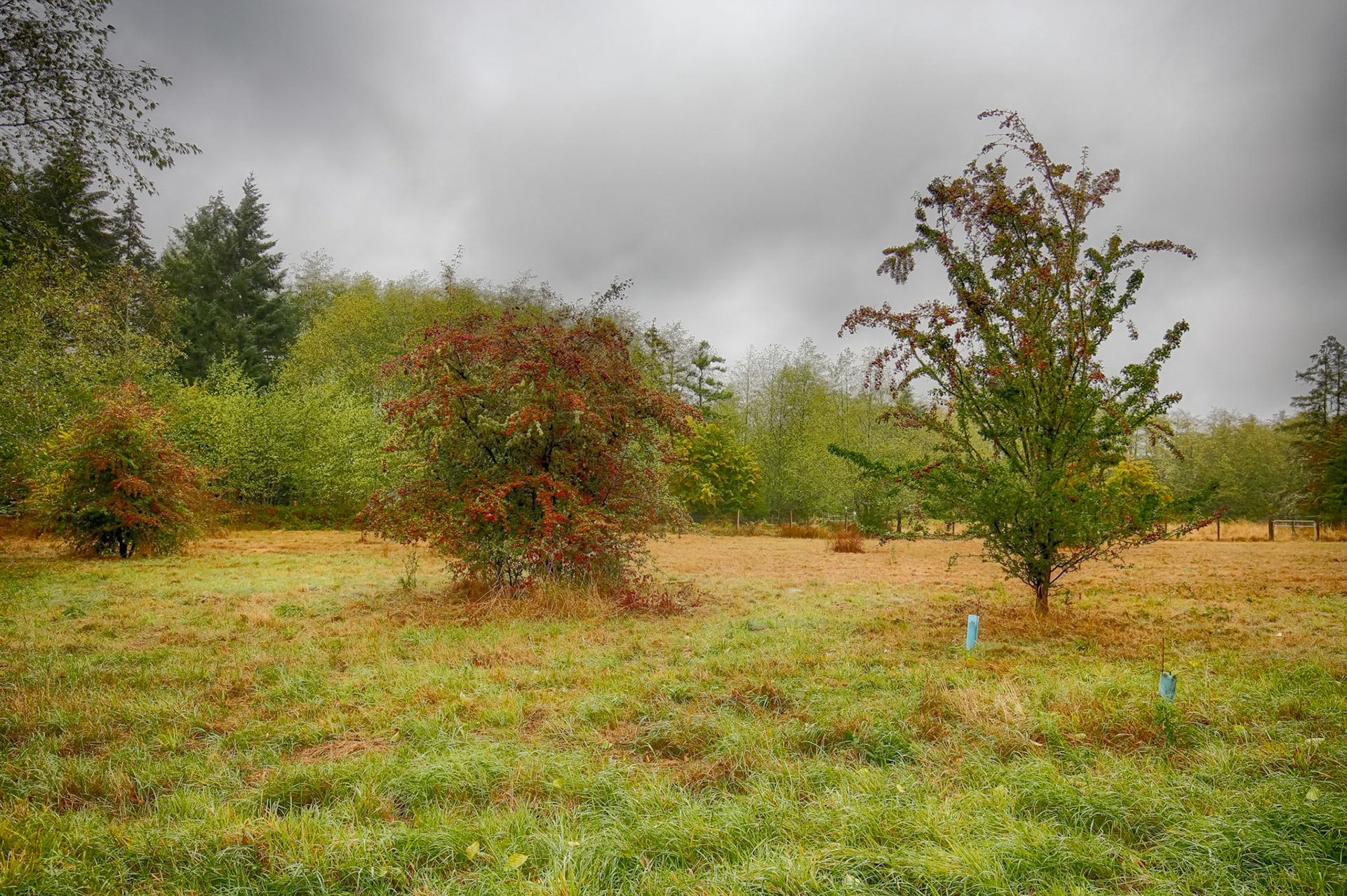 The Old Orchard, Upper Shinglemill