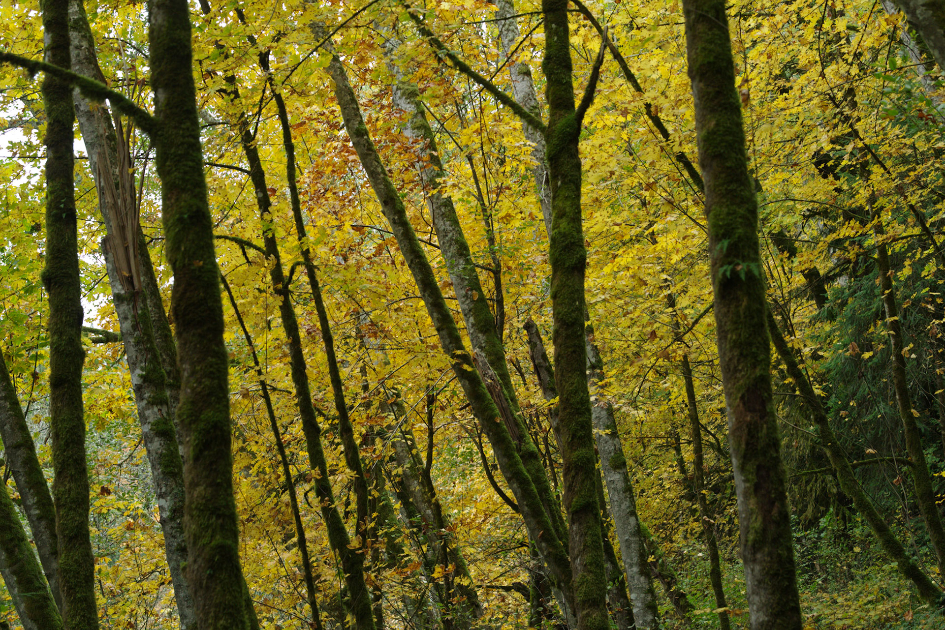 Shinglemill Fall-5