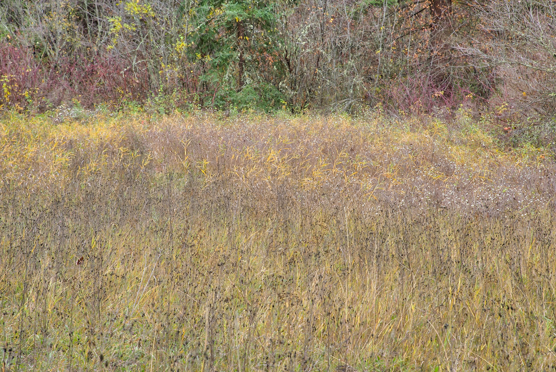 Autumn Texture-12, Rattlesnake National Recreation Area, Western Montana