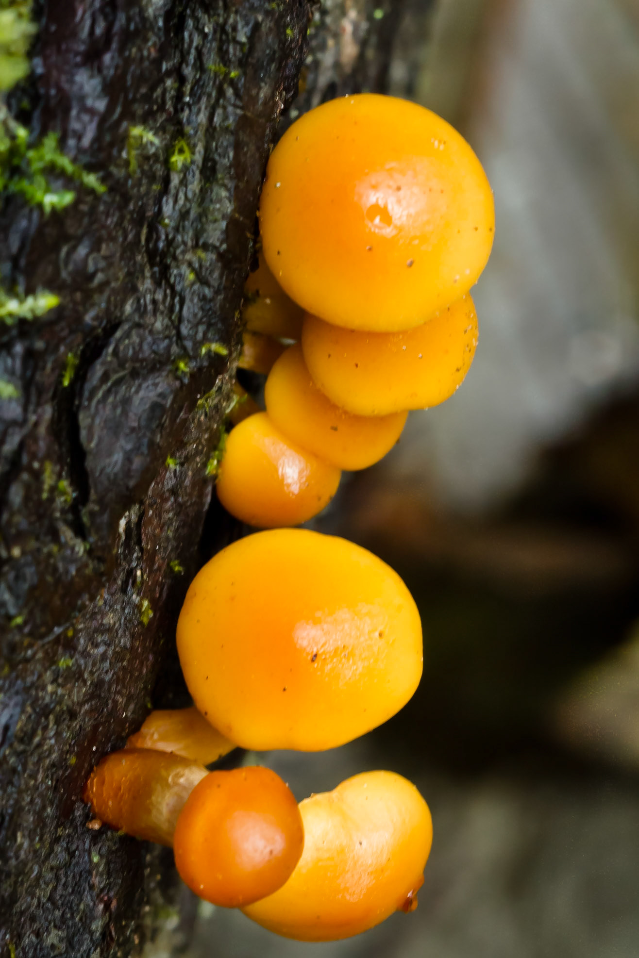 Thanksgiving fungus
