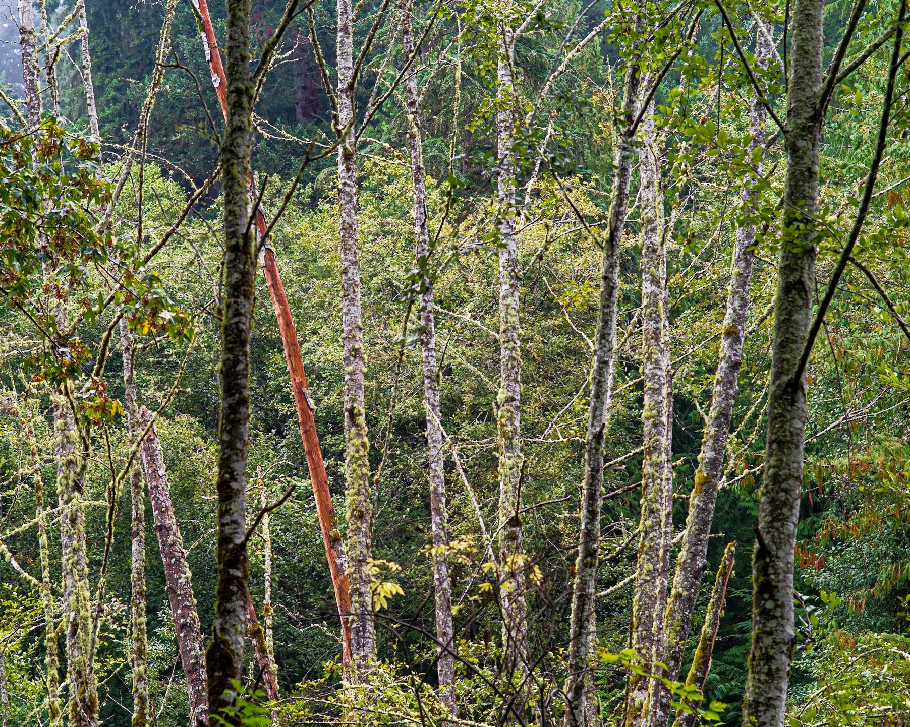 Late summer, Shinglemill Creek-1