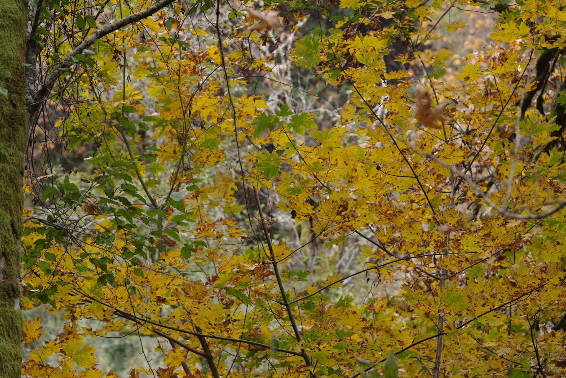 Shinglemill Fall-6