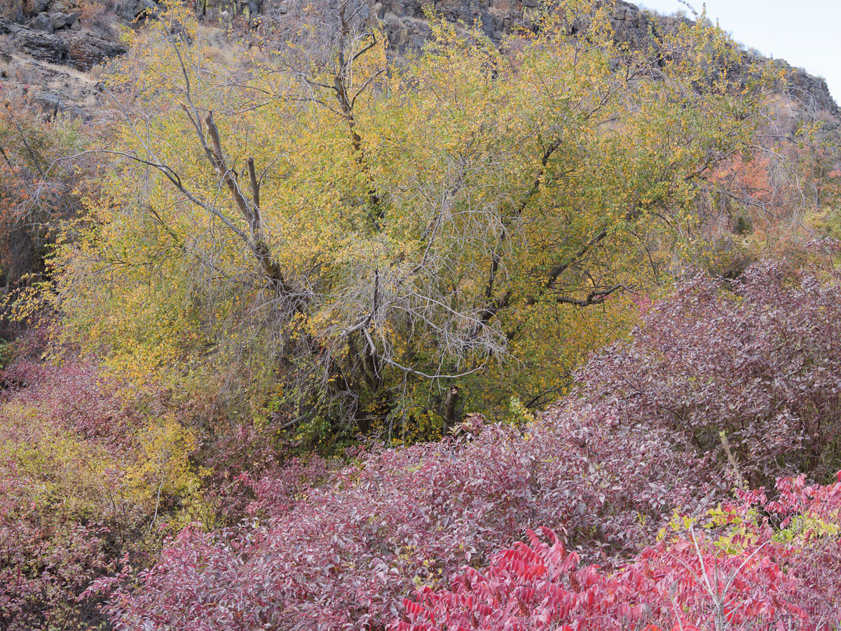 Cowiche Canyon-5