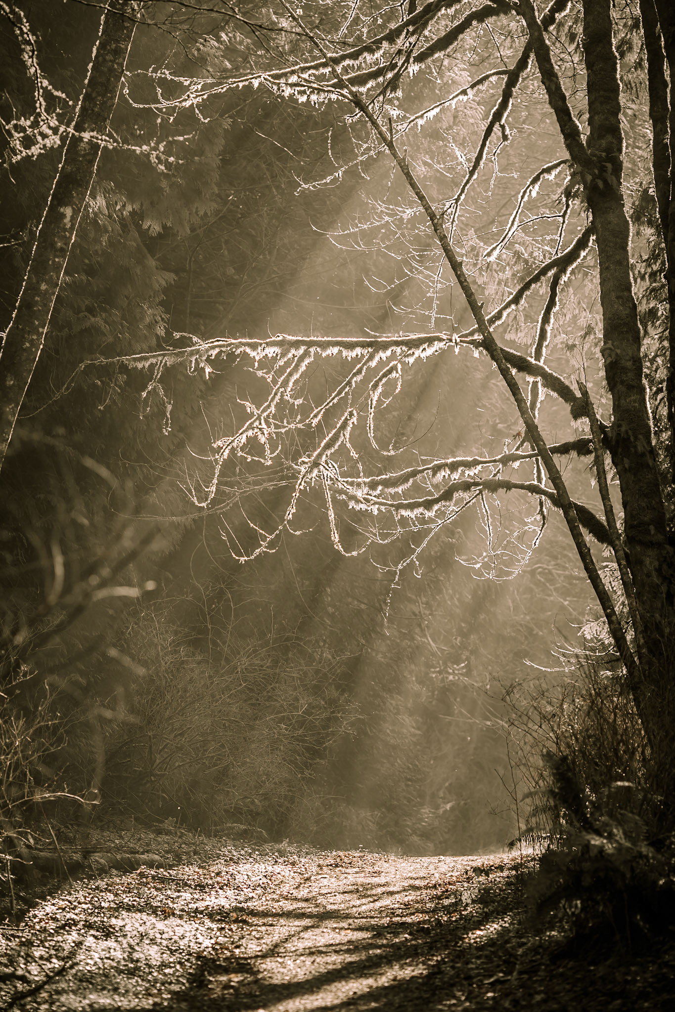 Shinglemill Spooky Entry in Autumn