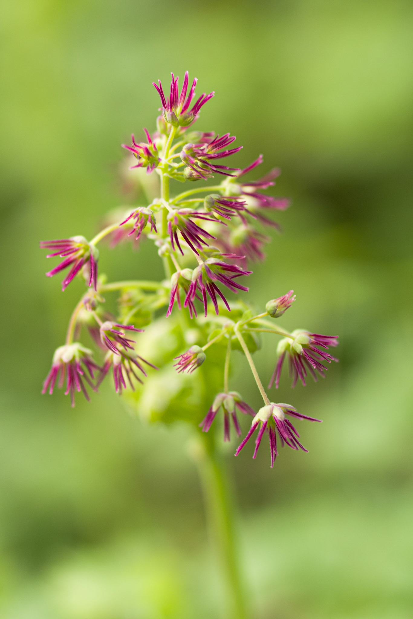 Wildflower-4, Rattlesnake Creek
