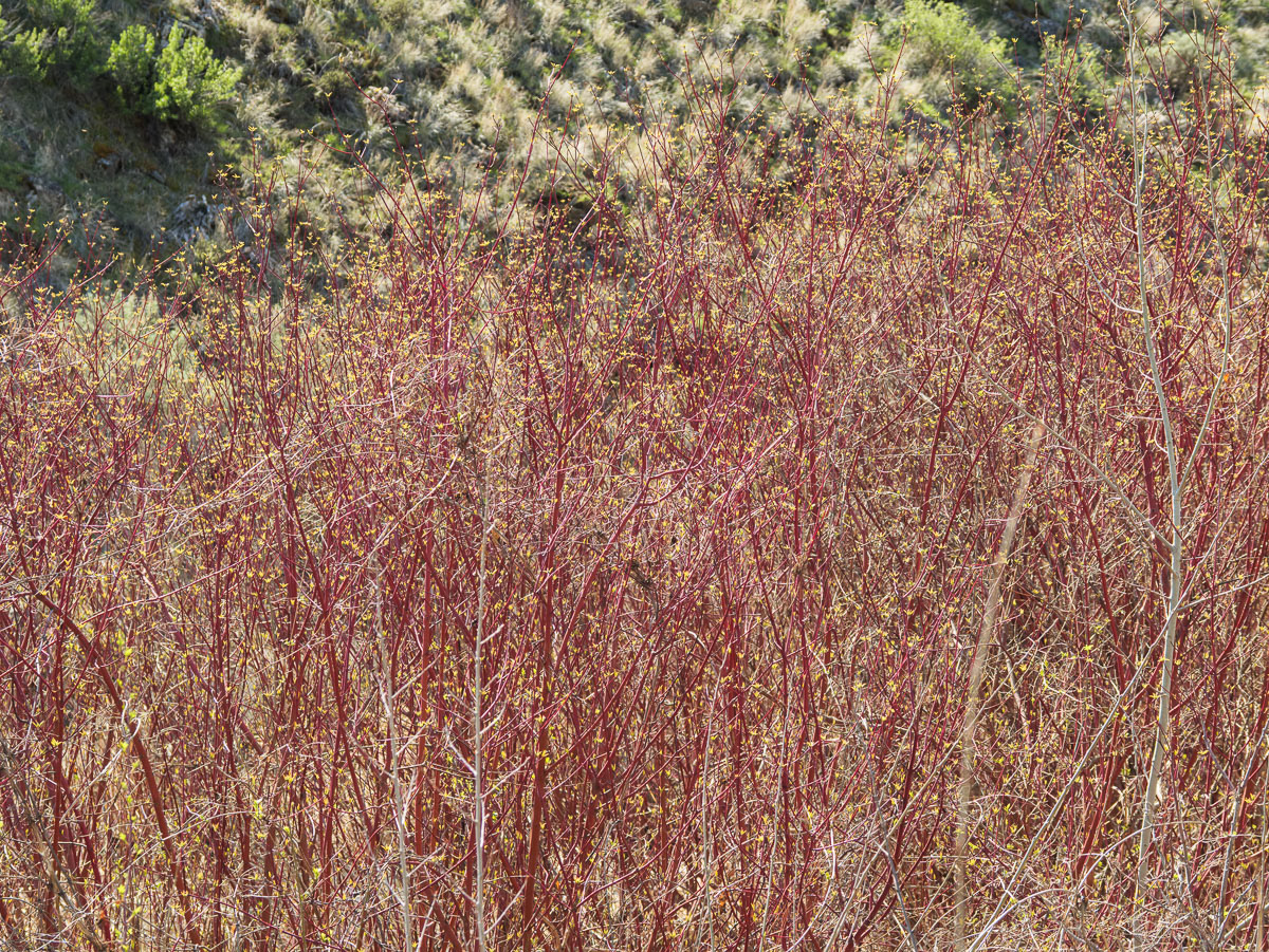 Cowiche Canyon-15
