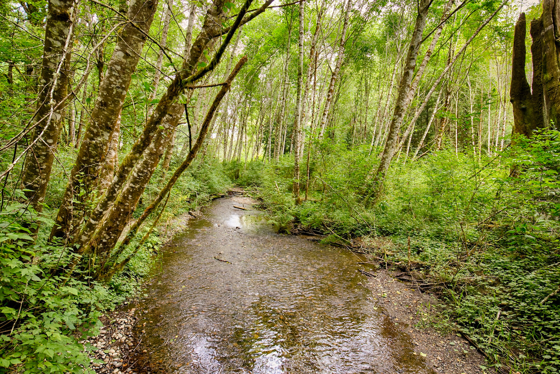 Shinglemill Creek Flows Into Fern Cove