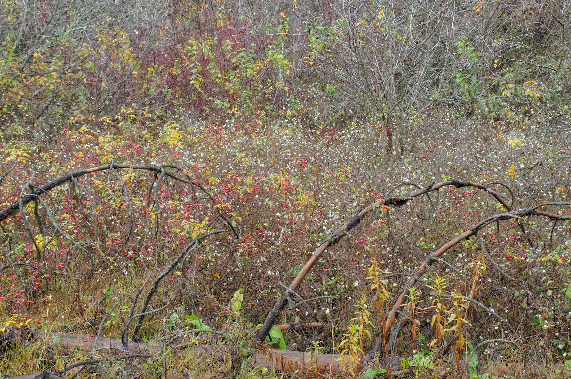 Autumn Texture-2, Rattlesnake National Recreation Area, Western Montana